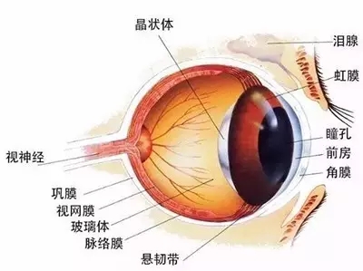 聽說過網紅，“網脫”又是什么鬼？